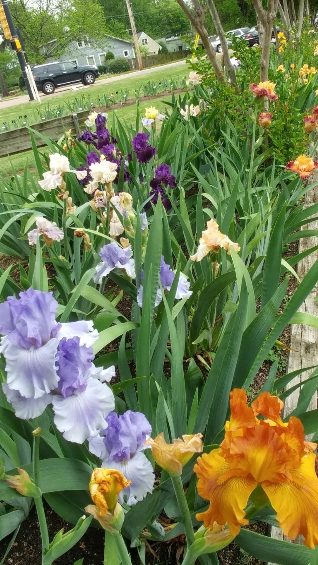 iris garden