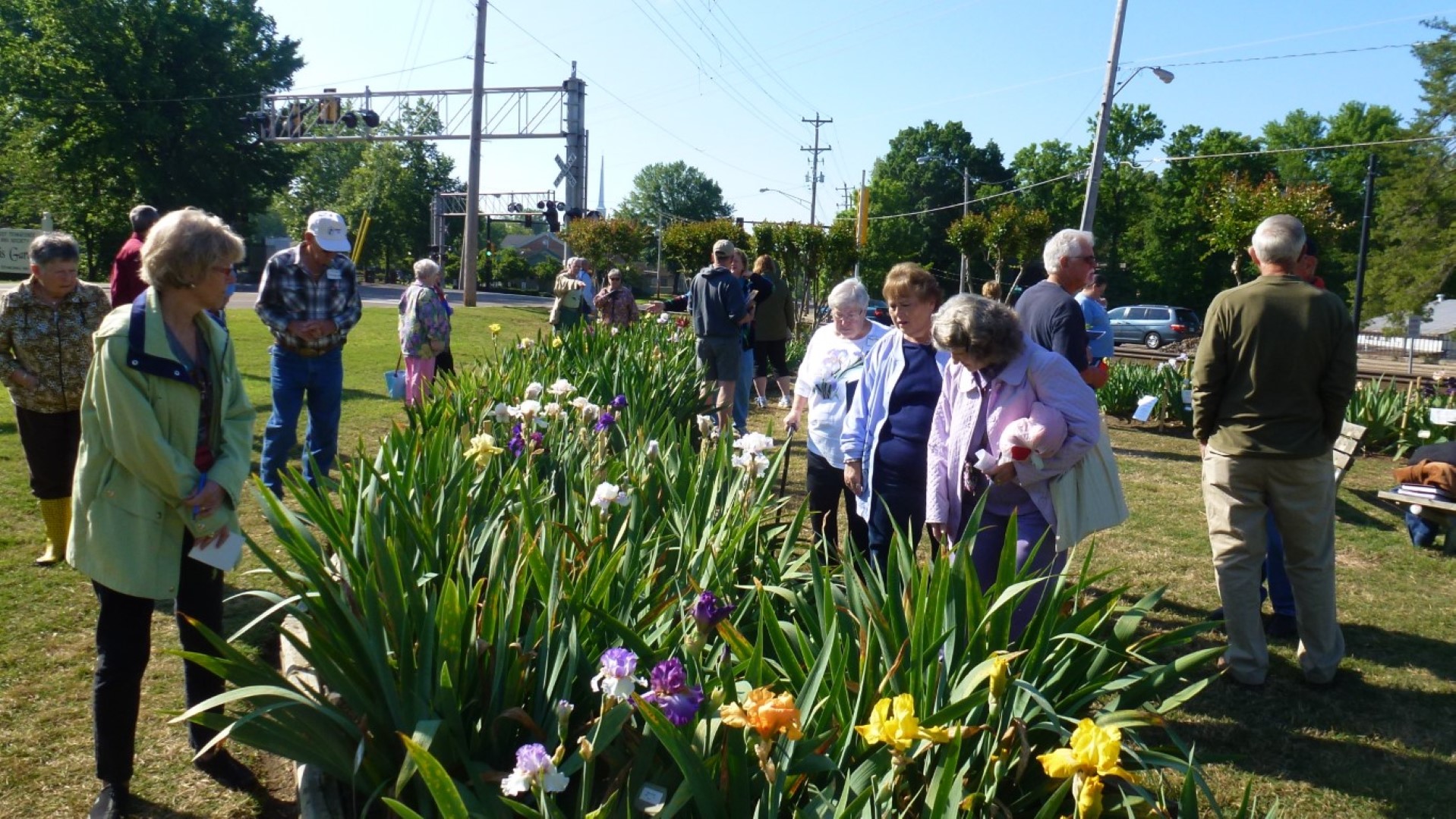 iris garden