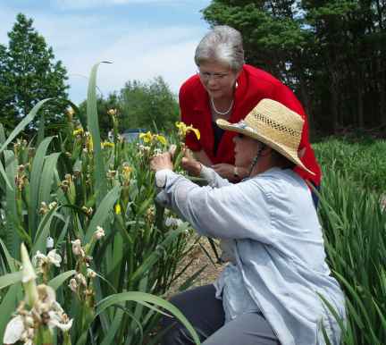 iris garden