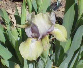 iris garden