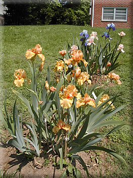 iris garden